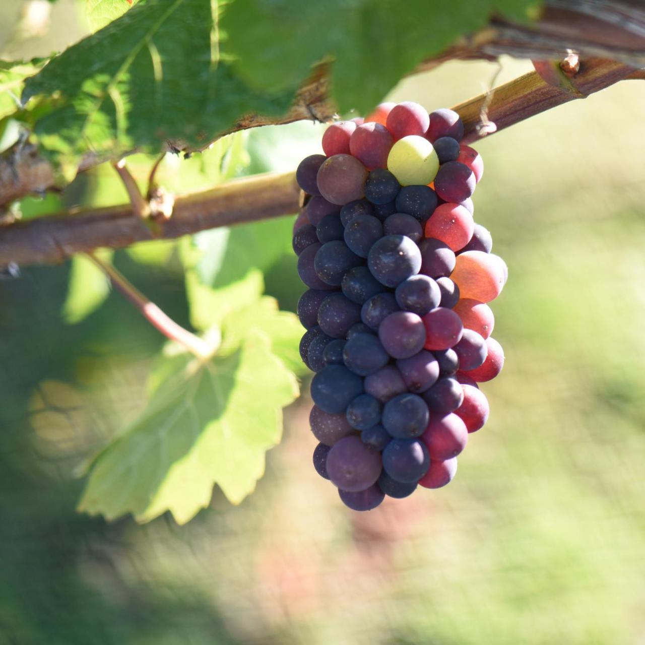 Grey Ridge Vineyard Experience Bed & Breakfast Alexandra Luaran gambar