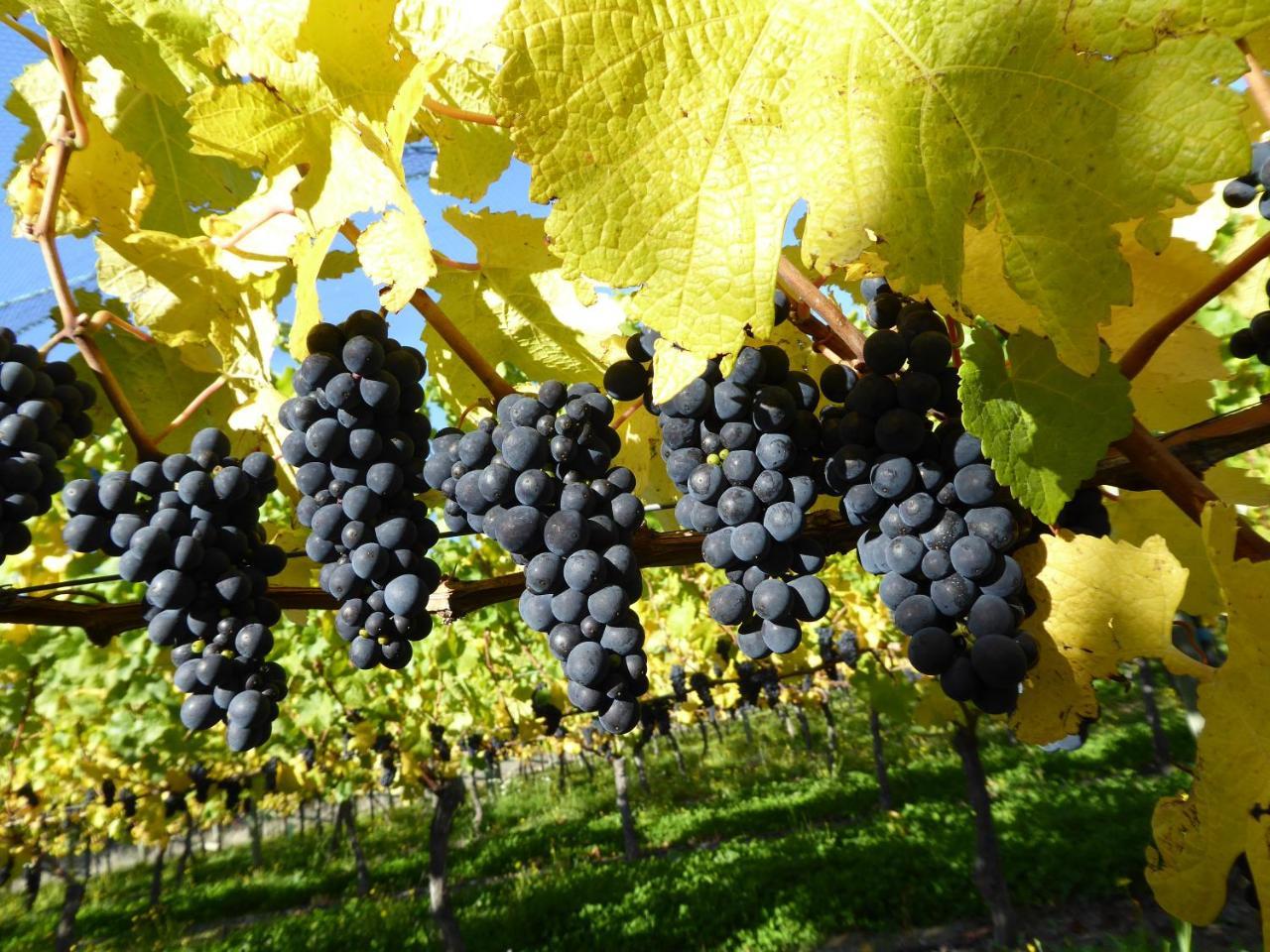 Grey Ridge Vineyard Experience Bed & Breakfast Alexandra Luaran gambar